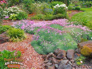 Dianthus All Terian Groundcover20163606